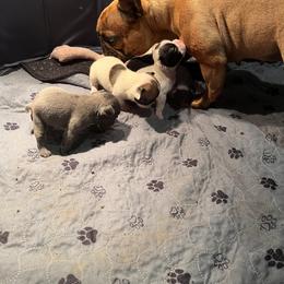 French Bulldog Puppies from Rockstar Kennel