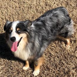 Miniature Australian Shepherds from Williams Shepherds
