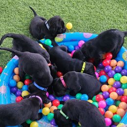 Labrador Retriever Puppies from Steele Caliber Retrievers