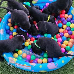 Labrador Retriever Puppies from Steele Caliber Retrievers