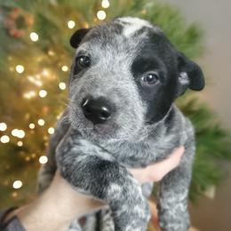Pumpkin - Blue male Australian Cattle Dog puppy in Monterey, Tennessee from Quarter Acre Farms