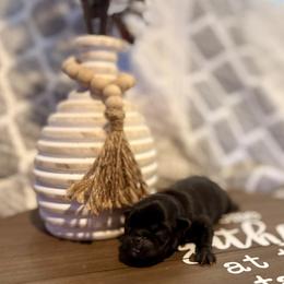 Magnolia Belle - Black female Pug puppy in Smiths Station, Alabama from Magnolia Pugs