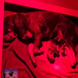 Rottweiler Puppies from Sunset State Rotts