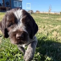 Wrigley-(Spider-Man) - Brown and gray male Wirehaired Pointing Griffon puppy in Grangeville, Idaho from Happy Hollow Griffons
