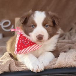 Kash - Green collar - Red male Border Collie puppy in Courtland, Alabama from C Bar C Ranch Border Collies