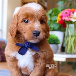 Hook - Red  male Goldendoodle puppy in Salado, Texas from Red Ranch Dogs