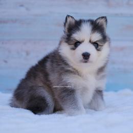 Jewel - Gray and white female Pomsky puppy in Boca Raton, Florida from Cardinal Point Pomskies