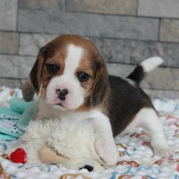 View - Black tan and white female Beagle puppy in Morrill, Kansas from Kelle Beagles