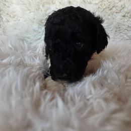 Pink collar - Parti female Poodle puppy in Spring Branch, Texas from Bear Hills kennel