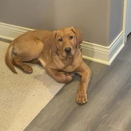 Labrador Retriever Puppies from Dan's Labrador Retrievers