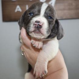 Hermes - Blue and white male Basset Hound puppy in Pflugerville, Texas from Mountain Momma Bassets
