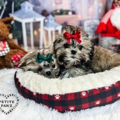 Mal-Shi and Maltese Puppies from Petite Pawz