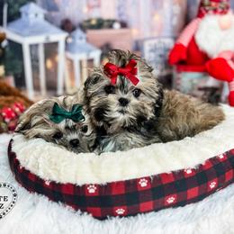 Mal-Shi and Maltese Puppies from Petite Pawz