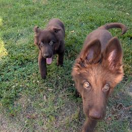 German Shepherd puppies from Evergreen Shepherds