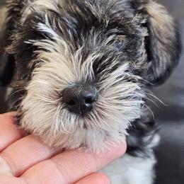 Athena - Parti female Miniature Schnauzer puppy in Las Vegas, Nevada from Knock & Bark