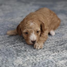 Pink collar - Apricot female Poodle puppy in Edmond, Oklahoma from The Redbud Roost