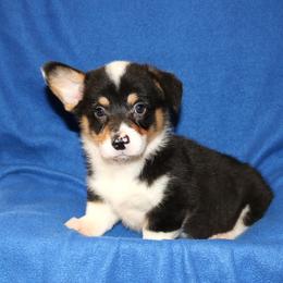 BB Male 1 - Black and tan male Pembroke Welsh Corgi puppy in Texas from Wild West Corgis of Texas
