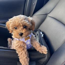Maltipoo All Grown Up from Minipaws kennel