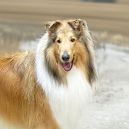 Collies and Shetland Sheepdogs from Dueling Pine Ranch