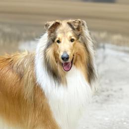 Collies and Shetland Sheepdogs from Dueling Pine Ranch