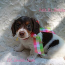 Dachshund Puppies from Linda B’s Dachshunds