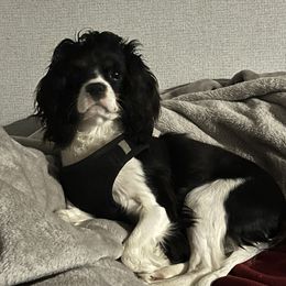 Zoey - Cavalier King Charles Spaniel