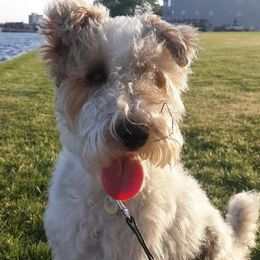 Daisy - Wire Fox Terrier