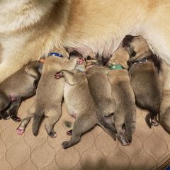 Norwegian Buhund Puppies from BlackRose Norwegian Buhunds