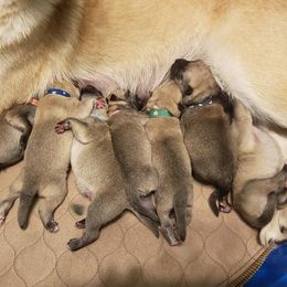 Norwegian Buhund Puppies from BlackRose Norwegian Buhunds
