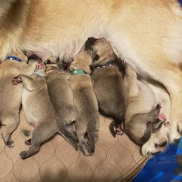 Norwegian Buhund Puppies from BlackRose Norwegian Buhunds