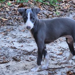 Indigo - Italian Greyhound