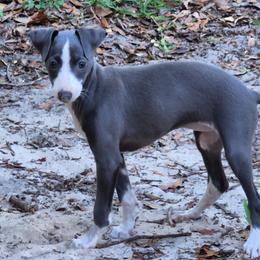 Indigo - Italian Greyhound