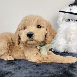 Boo - Apricot female Goldendoodle puppy in Temecula, California from Oodles O'Doodles