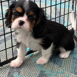 Muchacha - Tri-color female Cavalier King Charles Spaniel puppy in Spring Hill, Florida from Stardom Chihuahuas & CKCS