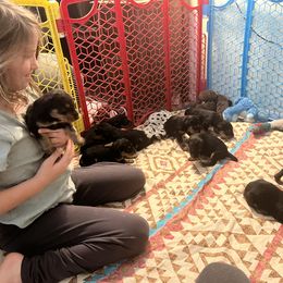 Airedale Terrier Puppies from Beitzel Airedales