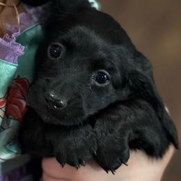 Honey - Black female Dachshund puppy in Boyd, Texas from R&R Animal Farm
