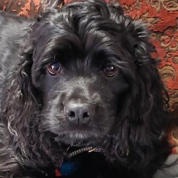 Marley - Cocker Spaniel