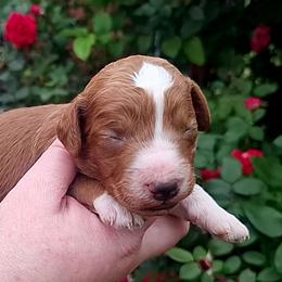 Versailles-red boy - Red  male Poodle puppy in Cypress Inn, Tennessee from Nine Pines Poodles