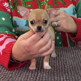 Chihuahua, Great Dane, and Pembroke Welsh Corgi Puppies from California Dreaming
