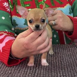Chihuahua, Great Dane, and Pembroke Welsh Corgi Puppies from California Dreaming