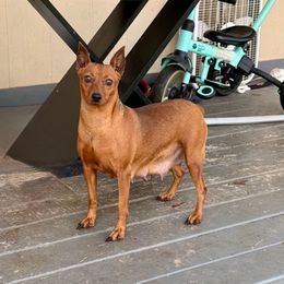 Royal - Miniature Pinscher