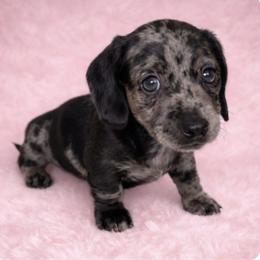 DG2 - Dapple female Dachshund puppy in Rutherfordton, North Carolina from Mountain Farm Dachshunds