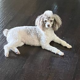 Poodle Puppies from Pearson's Poodles