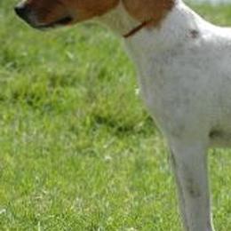 Jack Russell Terriers and Parson Russell Terriers from Wendover Terriers