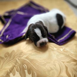 Girl 3 - female German Shorthaired Pointer puppy in Kalamazoo, Michigan from Marshall's Shorthairs