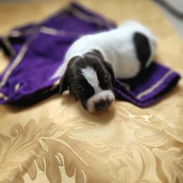 Girl 3 - female German Shorthaired Pointer puppy in Kalamazoo, Michigan from Marshall's Shorthairs