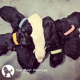 Poodle Puppies from The Rad Poodles