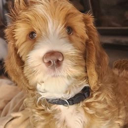 Piano man - Caramel red male Labradoodle puppy in Phelan, California from Family Doodles