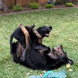Dilute Retriever and Labrador Retriever Puppies from LC Hunting Labs, LLC.