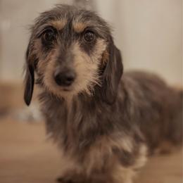 Honey - Dachshund